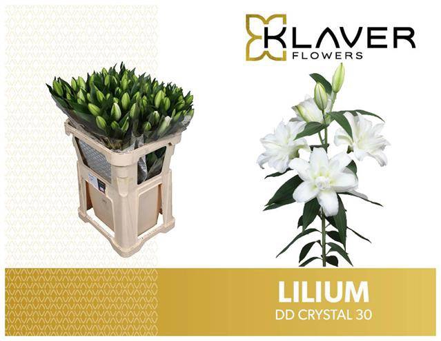 <h4>LI OR DU OVERIG WHITE CHRISTEL</h4>