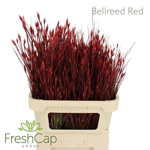 Bellreed Red