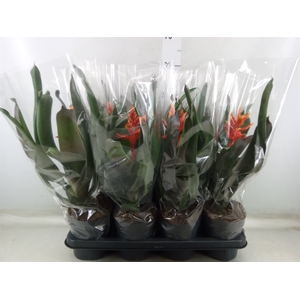 Aechmea  'Pepita Elegant Flames'