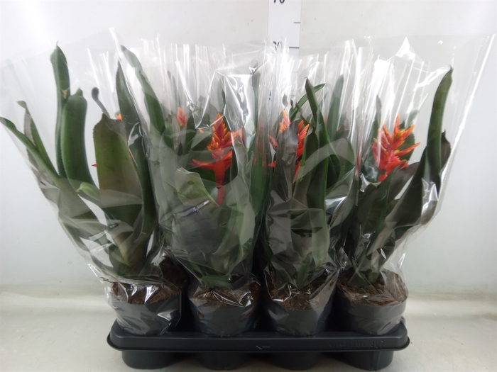 <h4>Aechmea  'Pepita Elegant Flames'</h4>