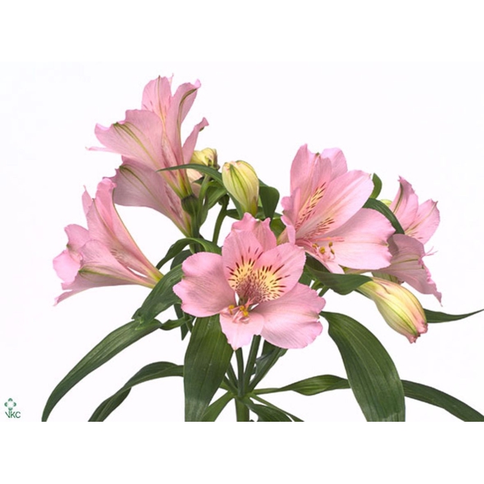 <h4>Alstroemeria Primadonna</h4>