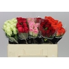 Rosa Gr Gemengd In Fust