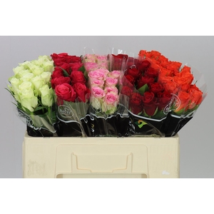 Rosa Gr Gemengd In Fust