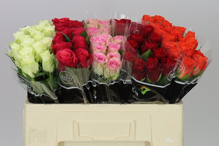 <h4>Rosa Gr Gemengd In Fust</h4>