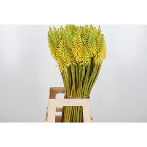Knip Eycone Yellow