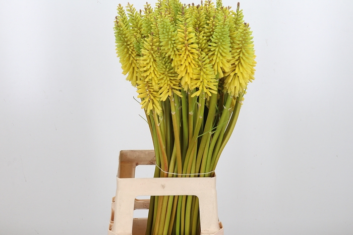 <h4>Knip Eycone Yellow</h4>