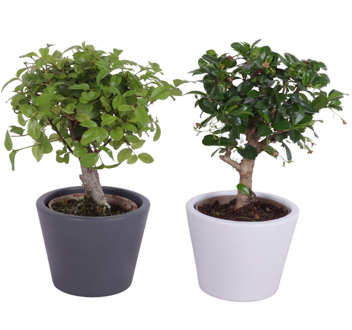 <h4>Bonsai Indoor Mix 9cm Ball Shape in 11cm Karla pot</h4>