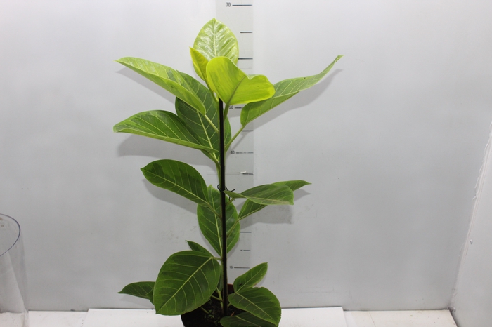 <h4>FICUS ALTISSIMA P17</h4>