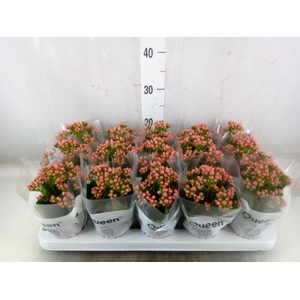 Kalanchoe  'RoseFlow Audrey'