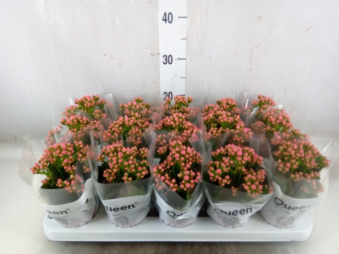 <h4>Kalanchoe  'RoseFlow Audrey'</h4>