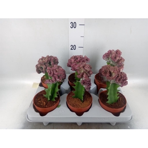 Euphorbia lactea