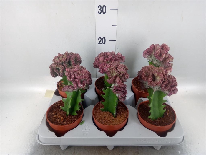 <h4>Euphorbia lactea</h4>