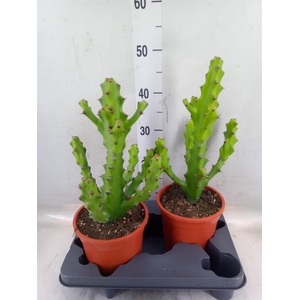 Euphorbia   ...