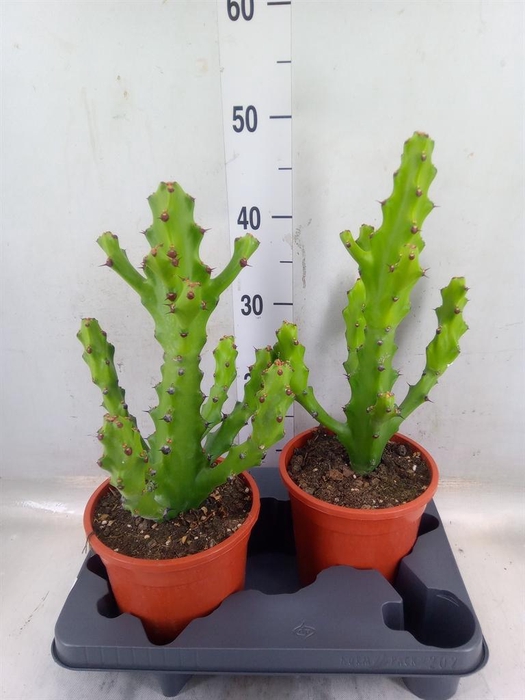 <h4>Euphorbia   ...</h4>