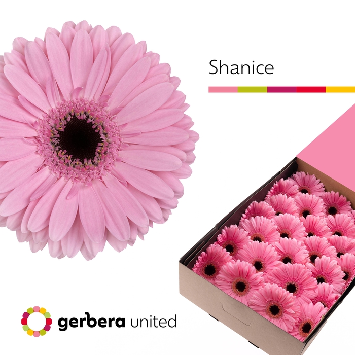 <h4>Gerbera Shanice Doos</h4>