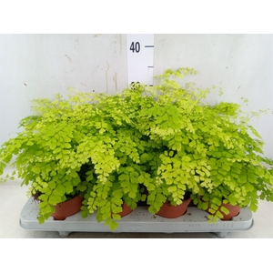 Adiantum raddi. 'Fragrans'