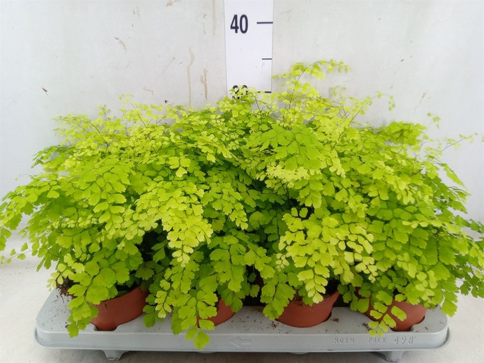 <h4>Adiantum raddi. 'Fragrans'</h4>