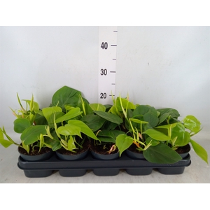 Philodendron scand.