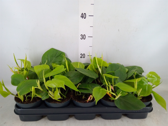 <h4>Philodendron scand.</h4>
