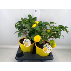 Citrus meyeri 'Meyer'