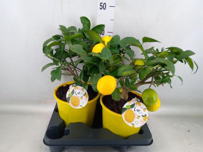 <h4>Citrus meyeri 'Meyer'</h4>