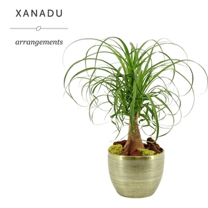 Xanadu Vancouver