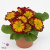 Primula  rood 10,5