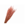 Lepidium Pink