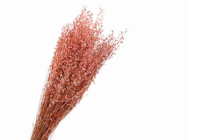 Lepidium Pink