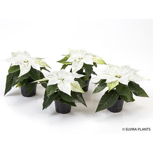 EUPHORBIA PULCHERRIMA  MINI p6 wit zilver