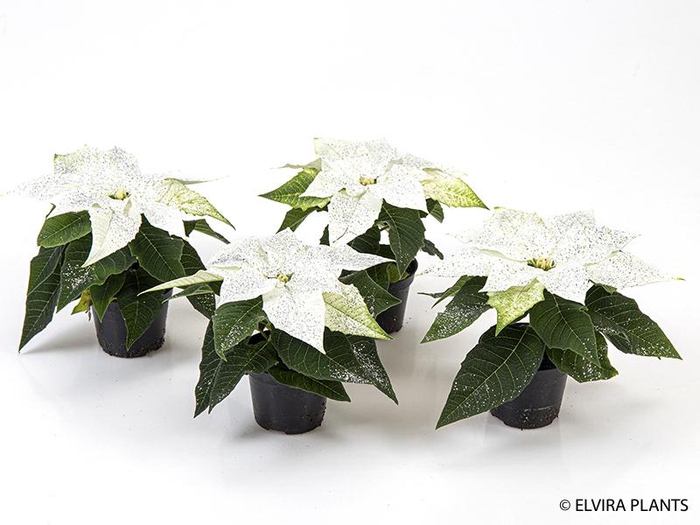 <h4>EUPHORBIA PULCHERRIMA  MINI p6 wit zilver</h4>