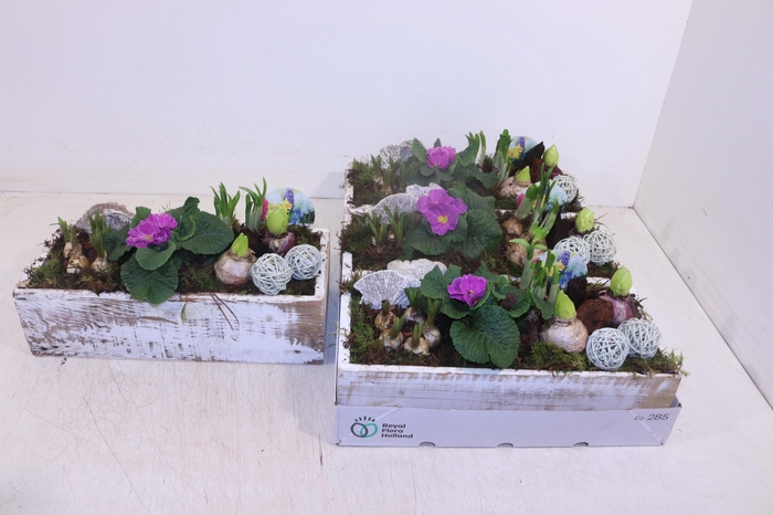 <h4>ARR TUINPLANTEN</h4>