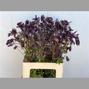 Aquilegia Overig