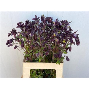Aquilegia Overig