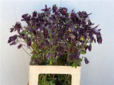 <h4>Aquilegia Overig</h4>