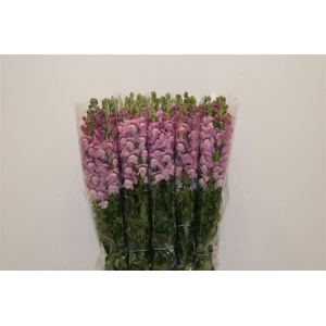 Antir Overig Lavender