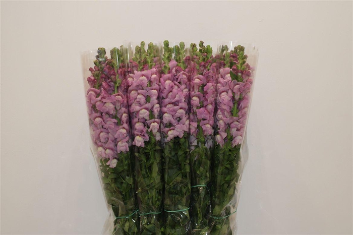 <h4>Antir Overig Lavender</h4>