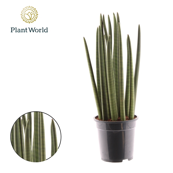 <h4>Sansevieria cylindrica "Spaghetti"</h4>