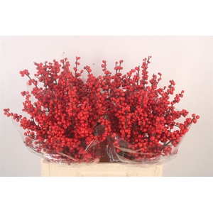 Ilex Verticilata Red