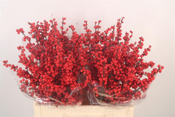 <h4>Ilex Verticilata Red</h4>