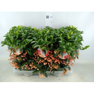 Ardisia crenata 'Bos Premium Salmo'