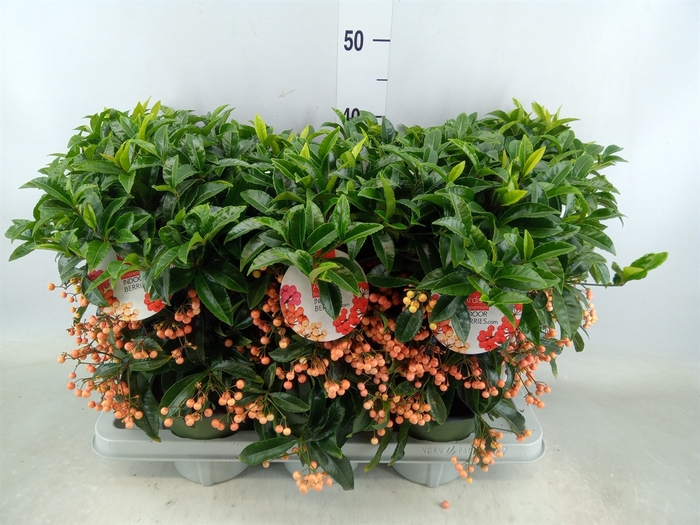 <h4>Ardisia crenata 'Bos Premium Salmo'</h4>