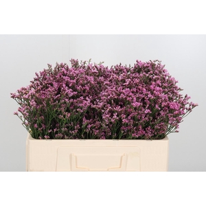 Lim Sin Tiffany Diam