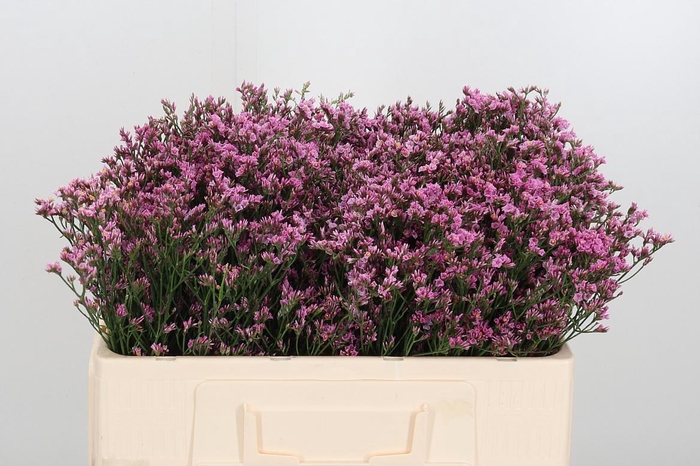 <h4>Lim Sin Tiffany Diam</h4>