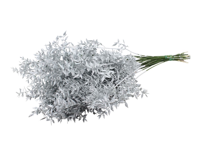 <h4>Ruscus Aculeatus Glitter White</h4>