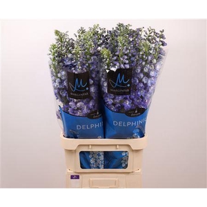 Delph El Guard Blue