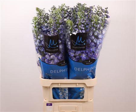 <h4>Delph El Guard Blue</h4>