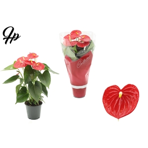 Anthurium 12 cm Esudo in Couture sleeve
