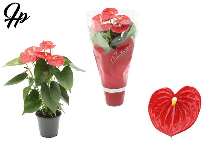 <h4>Anthurium 12 cm Esudo in Couture sleeve</h4>