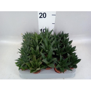 Aloe   ...mix